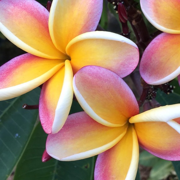 Meet your Posher, Nanette - Picture 1 of 1